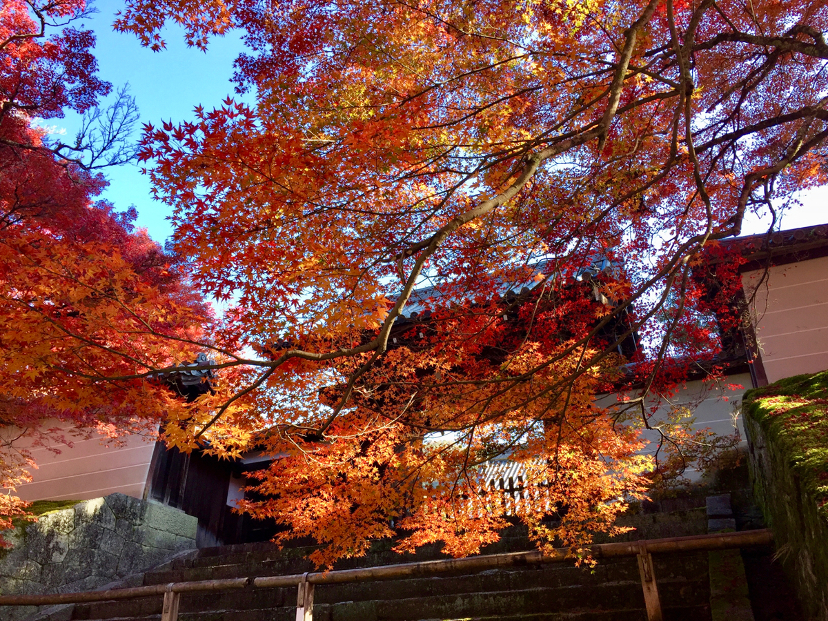 f:id:kazenokomichi:20191207235318j:plain f:id:kazenokomichi:20191207235318j:plain