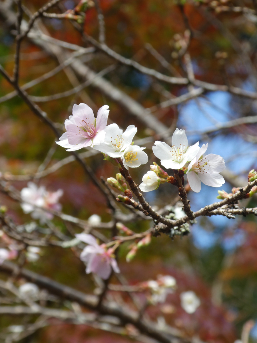 f:id:kazenokomichi:20191208001141j:plain f:id:kazenokomichi:20191208001141j:plain