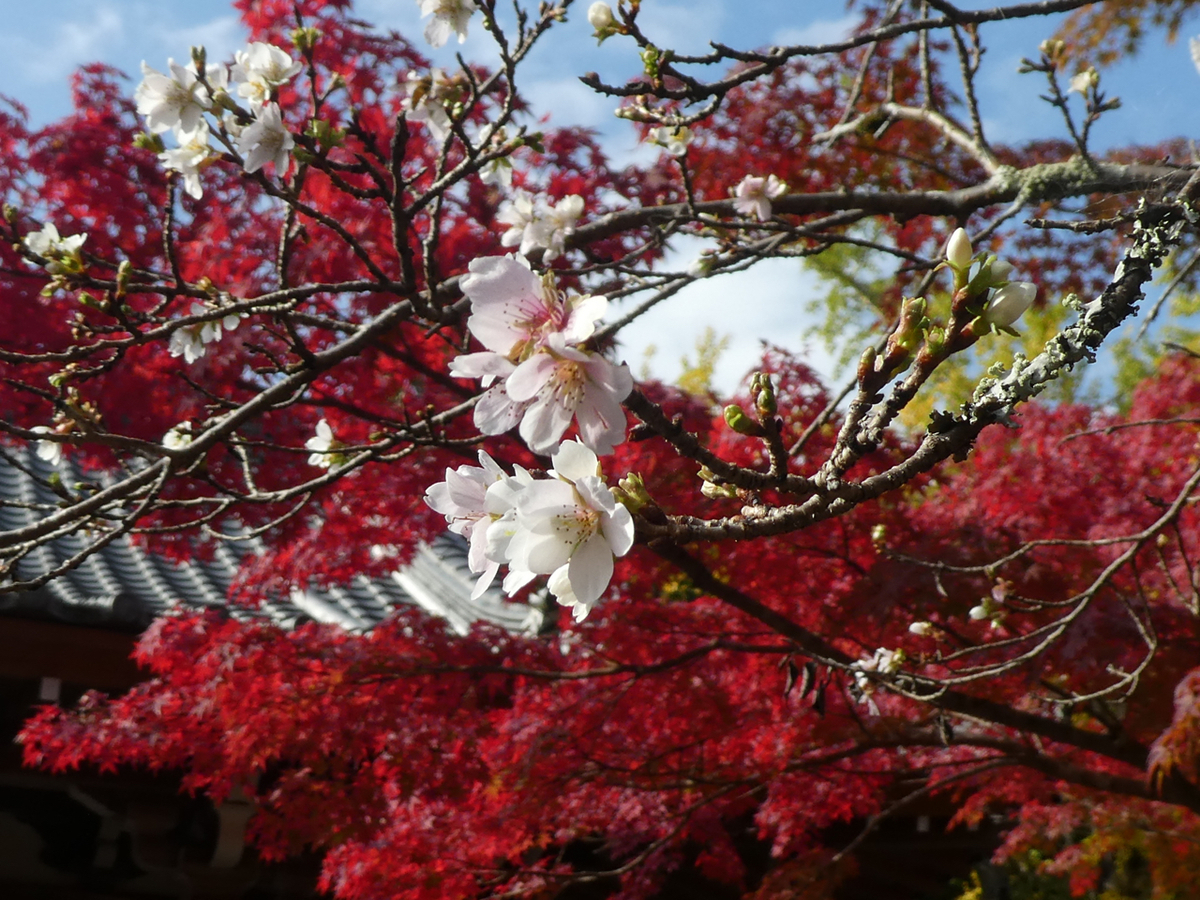 f:id:kazenokomichi:20191208001222j:plain f:id:kazenokomichi:20191208001222j:plain