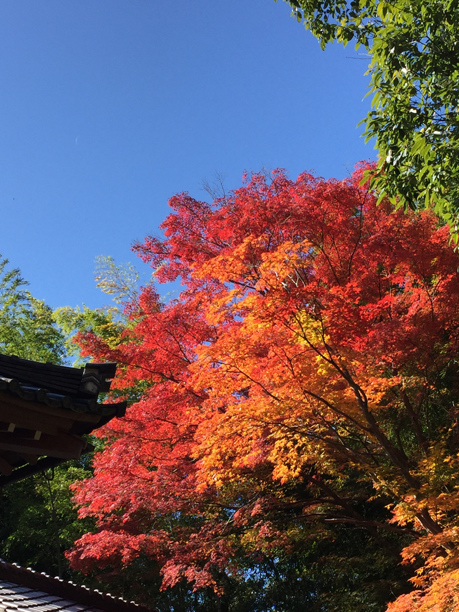 f:id:kazenokomichi:20191208001718j:plain f:id:kazenokomichi:20191208001718j:plain