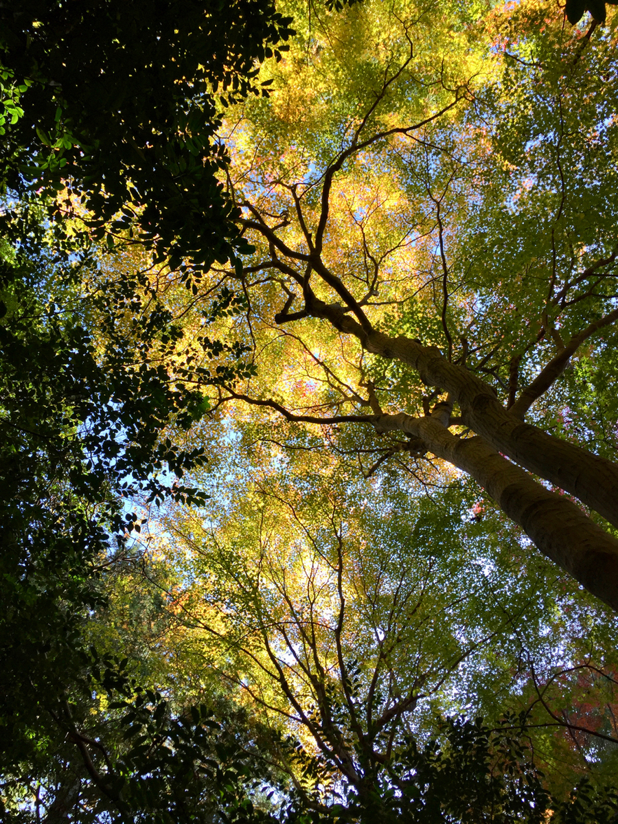 f:id:kazenokomichi:20191208002026j:plain f:id:kazenokomichi:20191208002026j:plain