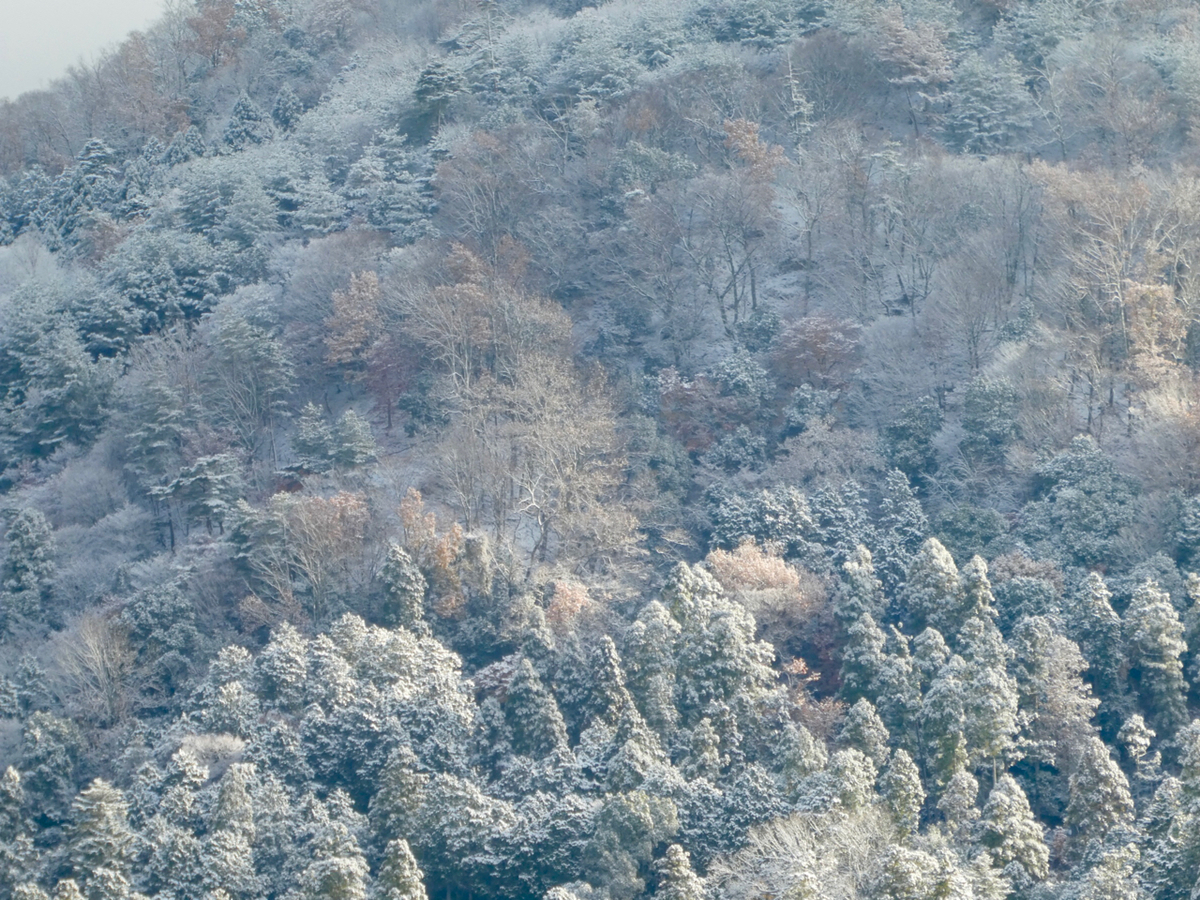 f:id:kazenokomichi:20201218001324j:plain