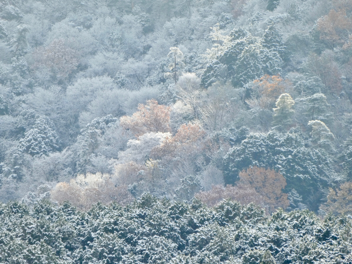 f:id:kazenokomichi:20201218001903j:plain
