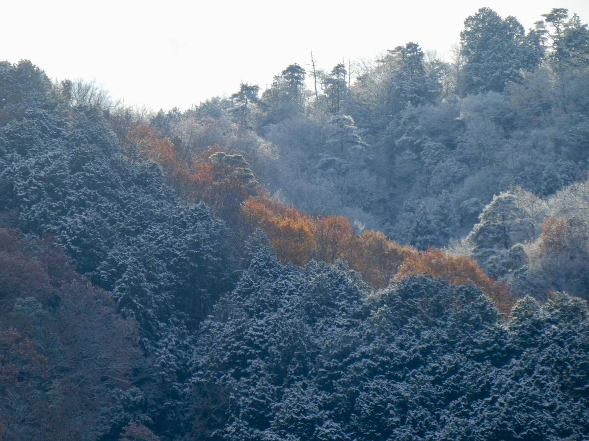 f:id:kazenokomichi:20201218001950j:plain
