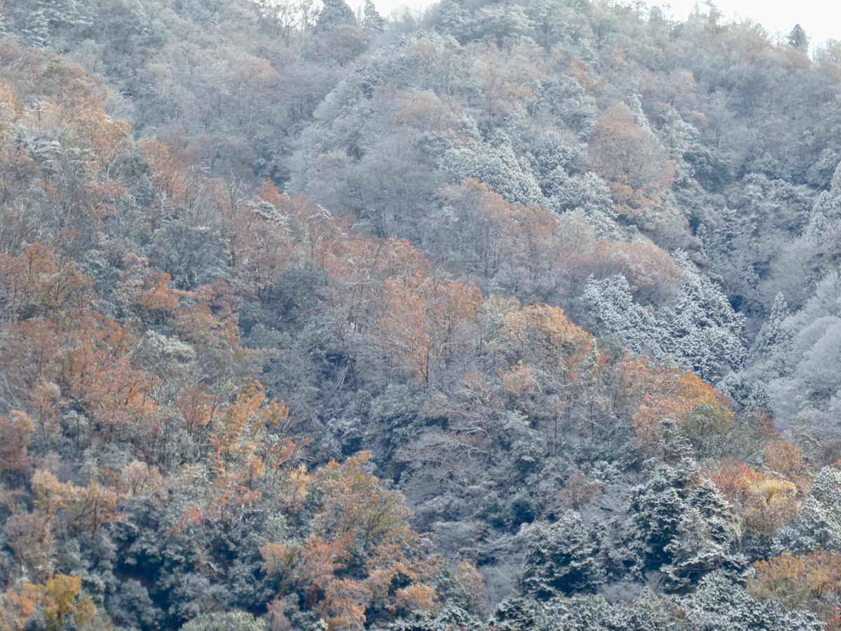 f:id:kazenokomichi:20201218002350j:plain