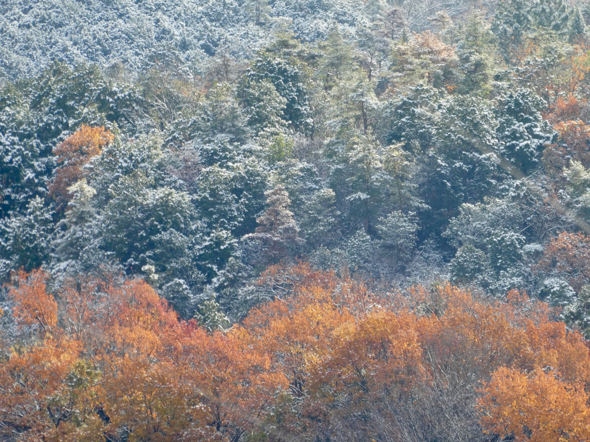 f:id:kazenokomichi:20201218002525j:plain
