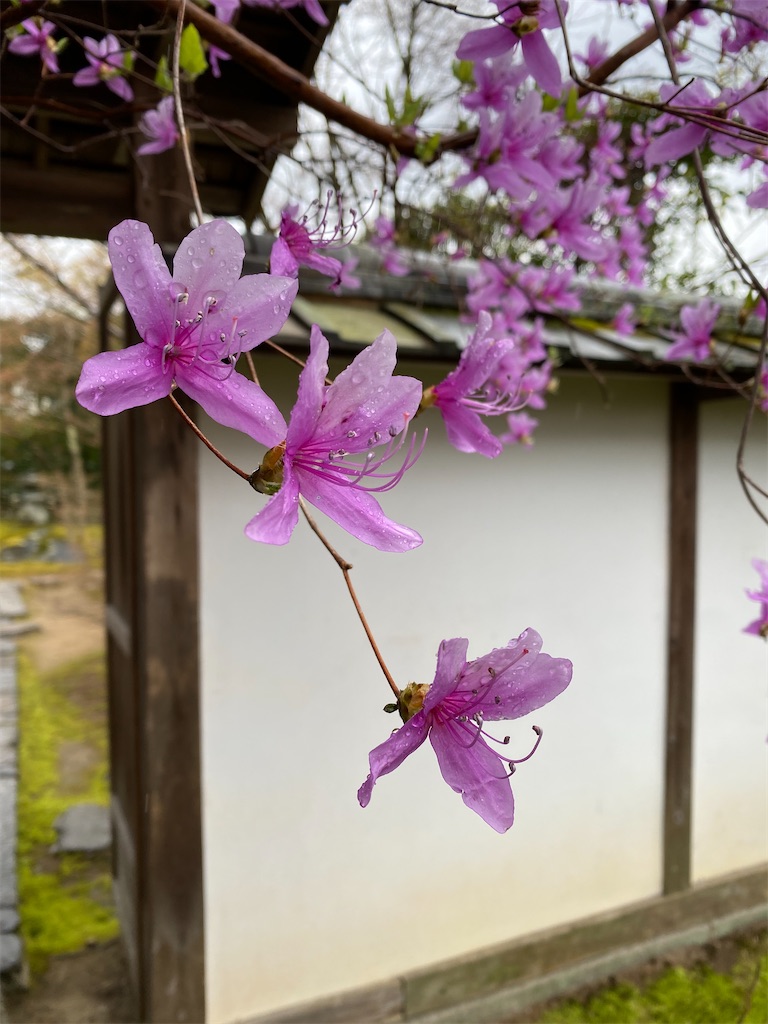 f:id:kazenokomichi:20220607020442j:image