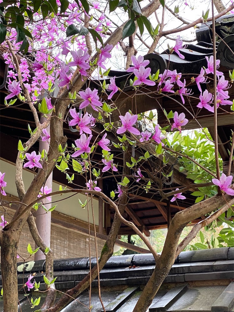 f:id:kazenokomichi:20220607020458j:image