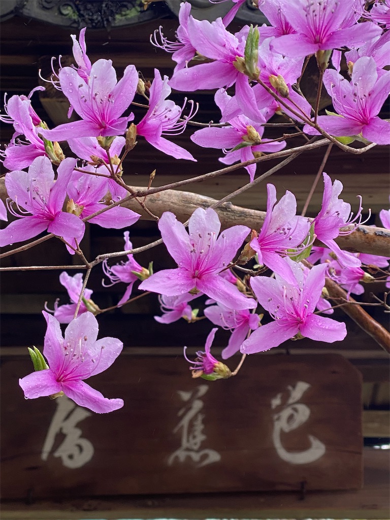 f:id:kazenokomichi:20220607020521j:image