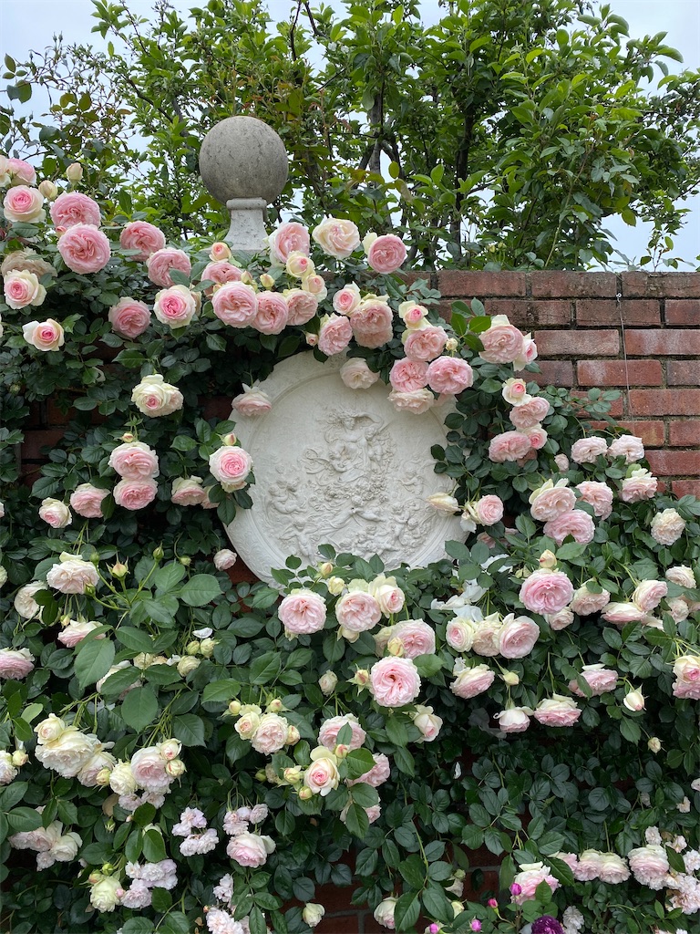 びわ湖大津館イングリッシュガーデンの薔薇♪ - 風のなかの旅日記