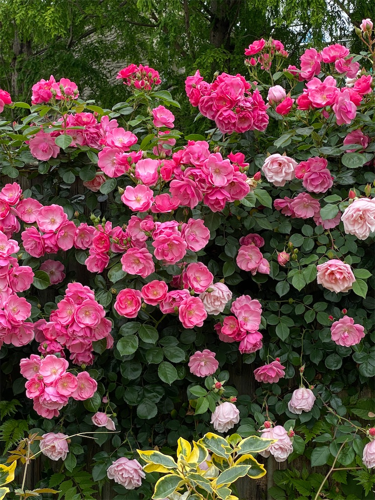 びわ湖大津館イングリッシュガーデンの薔薇♪ - 風のなかの旅日記