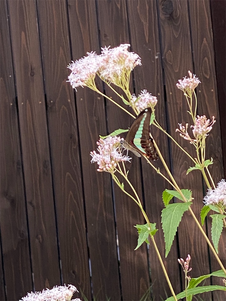 f:id:kazenokomichi:20231101212328j:image