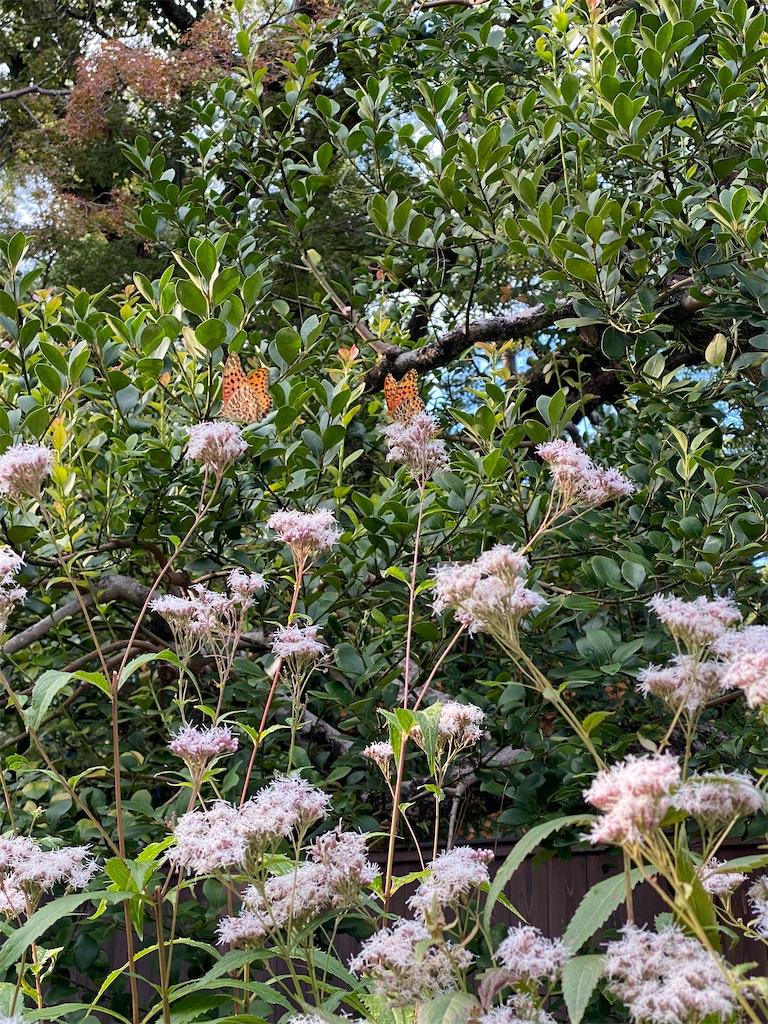 f:id:kazenokomichi:20231102014433j:image