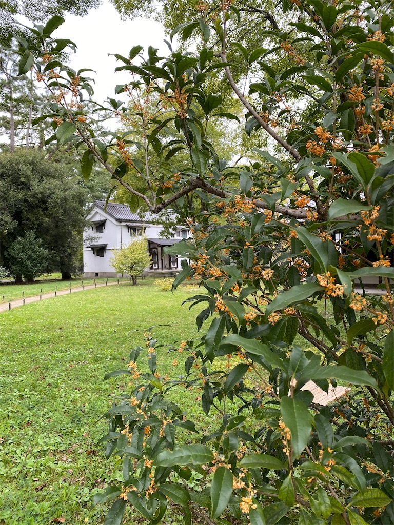 f:id:kazenokomichi:20231102014443j:image