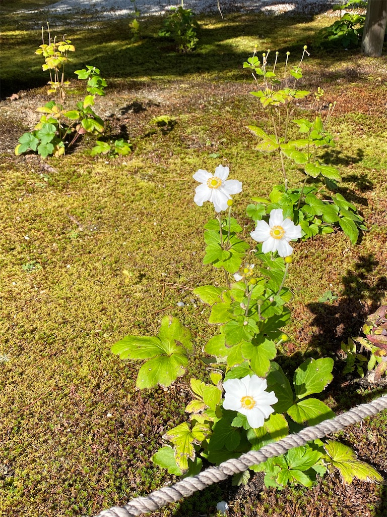 f:id:kazenokomichi:20231118235120j:image