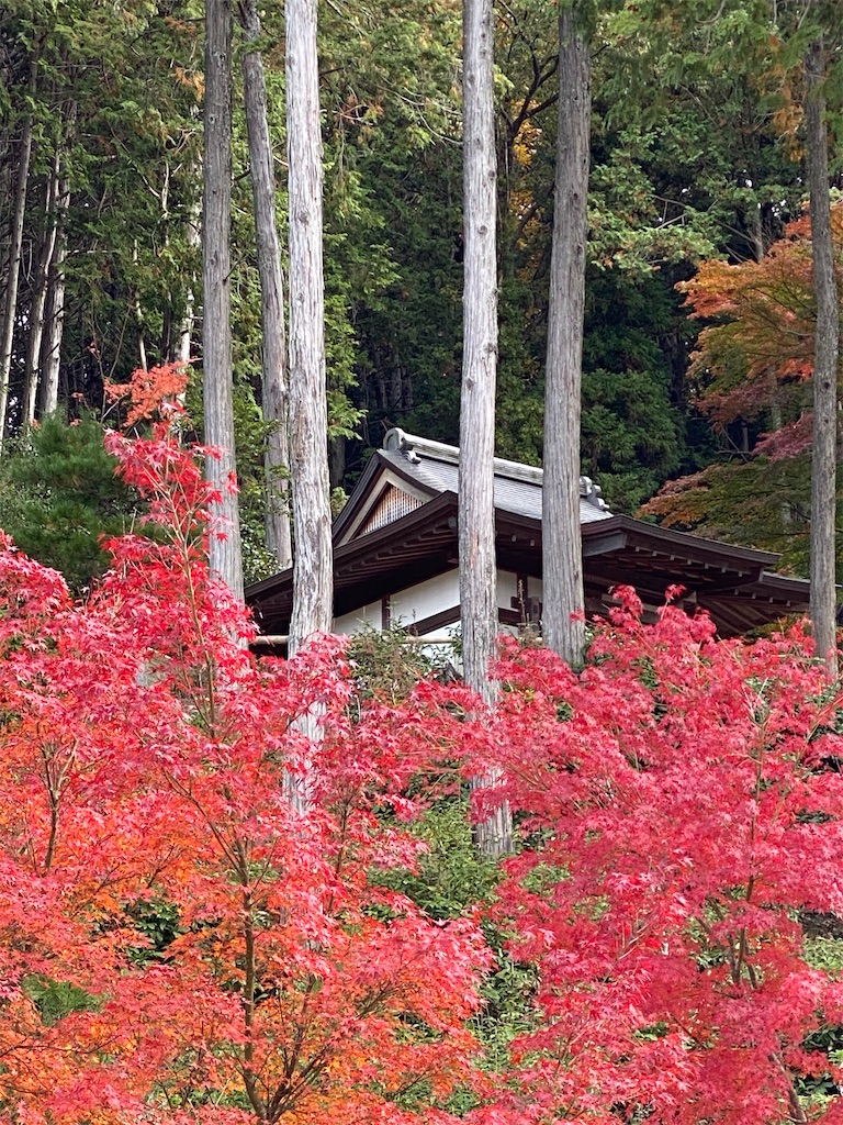 f:id:kazenokomichi:20231229133144j:image f:id:kazenokomichi:20231229133144j:image