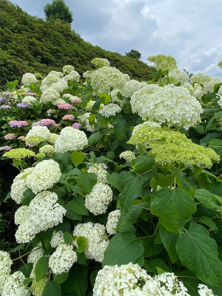 f:id:kazenokomichi:20231230190336j:image