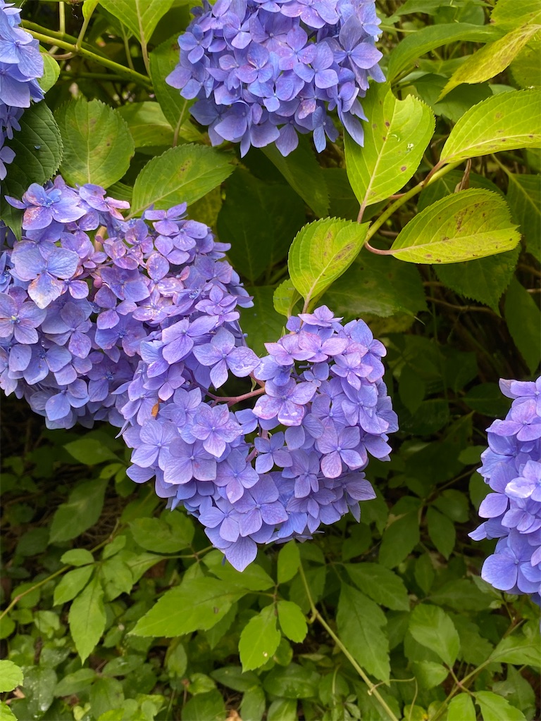 f:id:kazenokomichi:20231230190402j:image