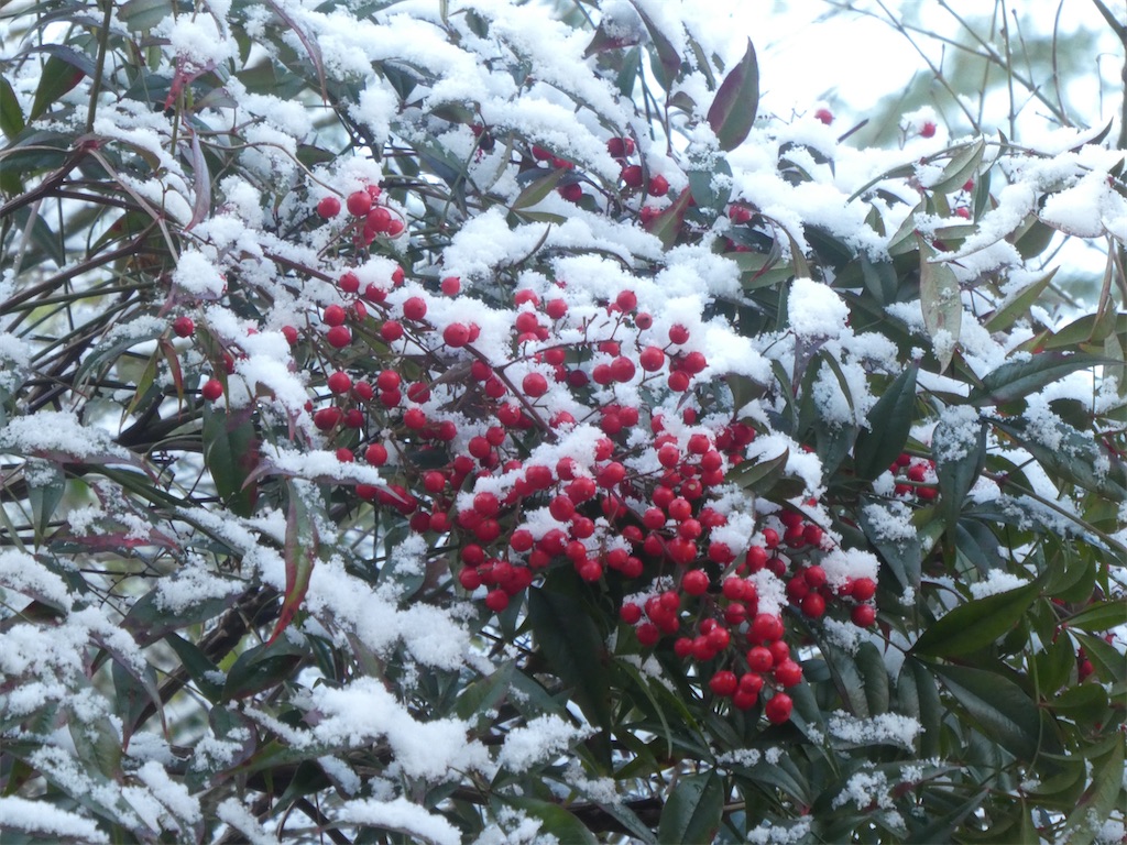 f:id:kazenokomichi:20240116213029j:image