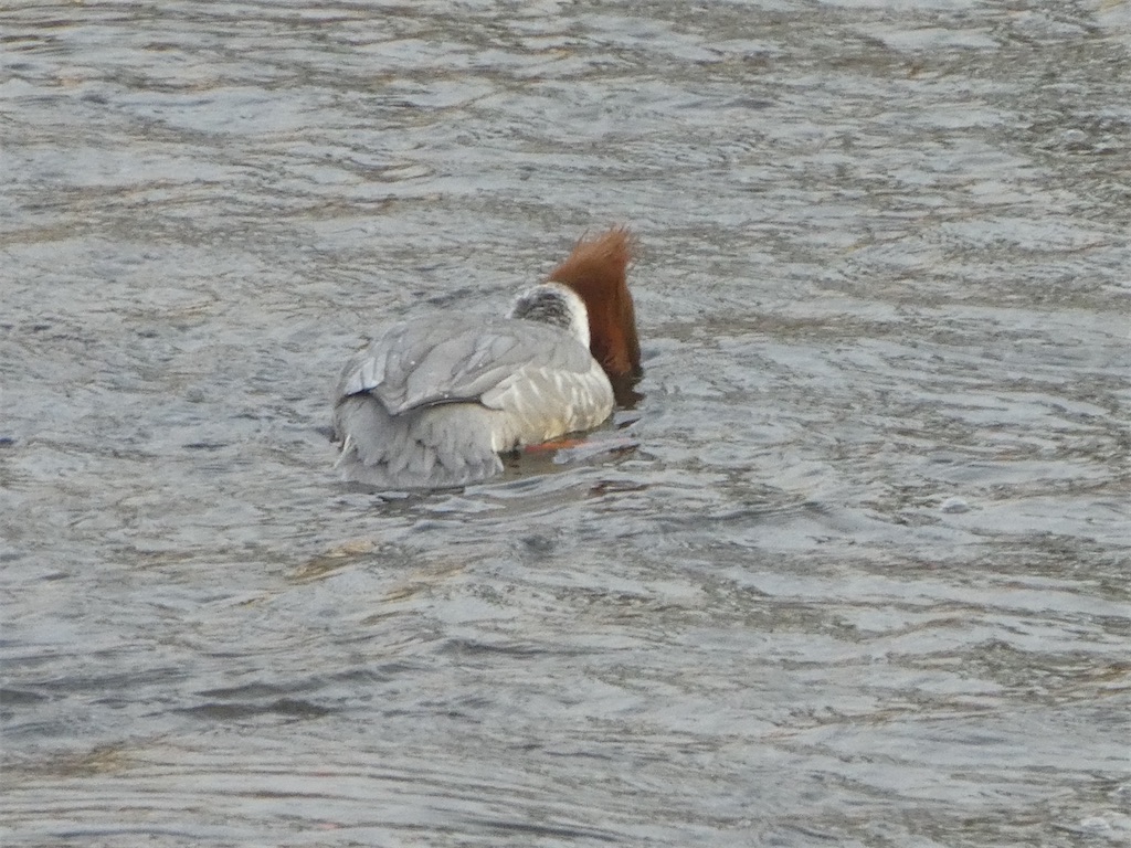 f:id:kazenokomichi:20240121102515j:image