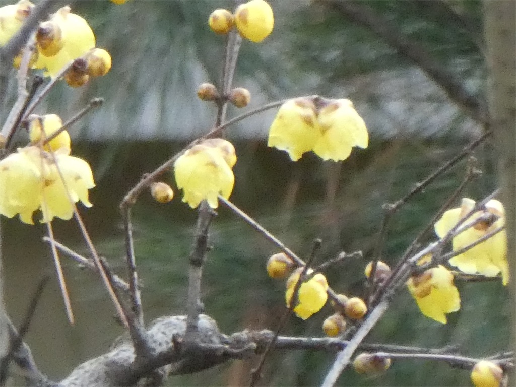 f:id:kazenokomichi:20240123174114j:image