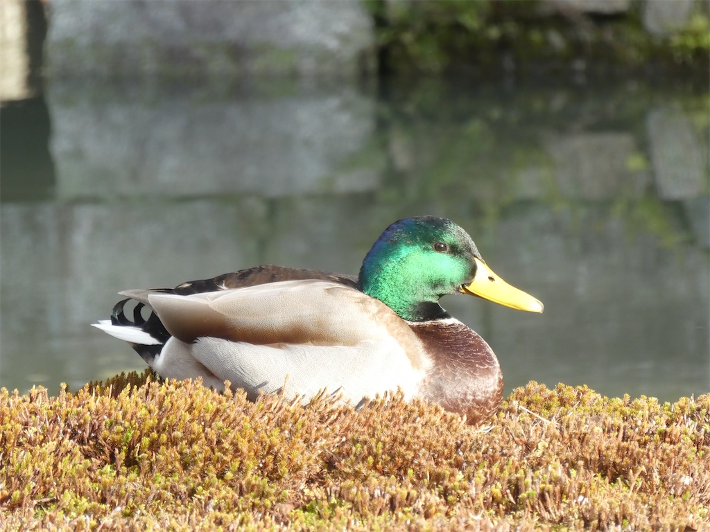 f:id:kazenokomichi:20240127132414j:image