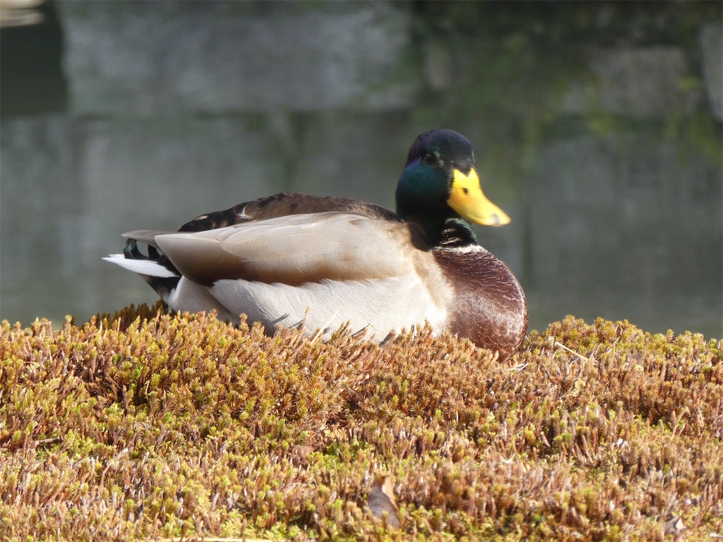 f:id:kazenokomichi:20240127132417j:image