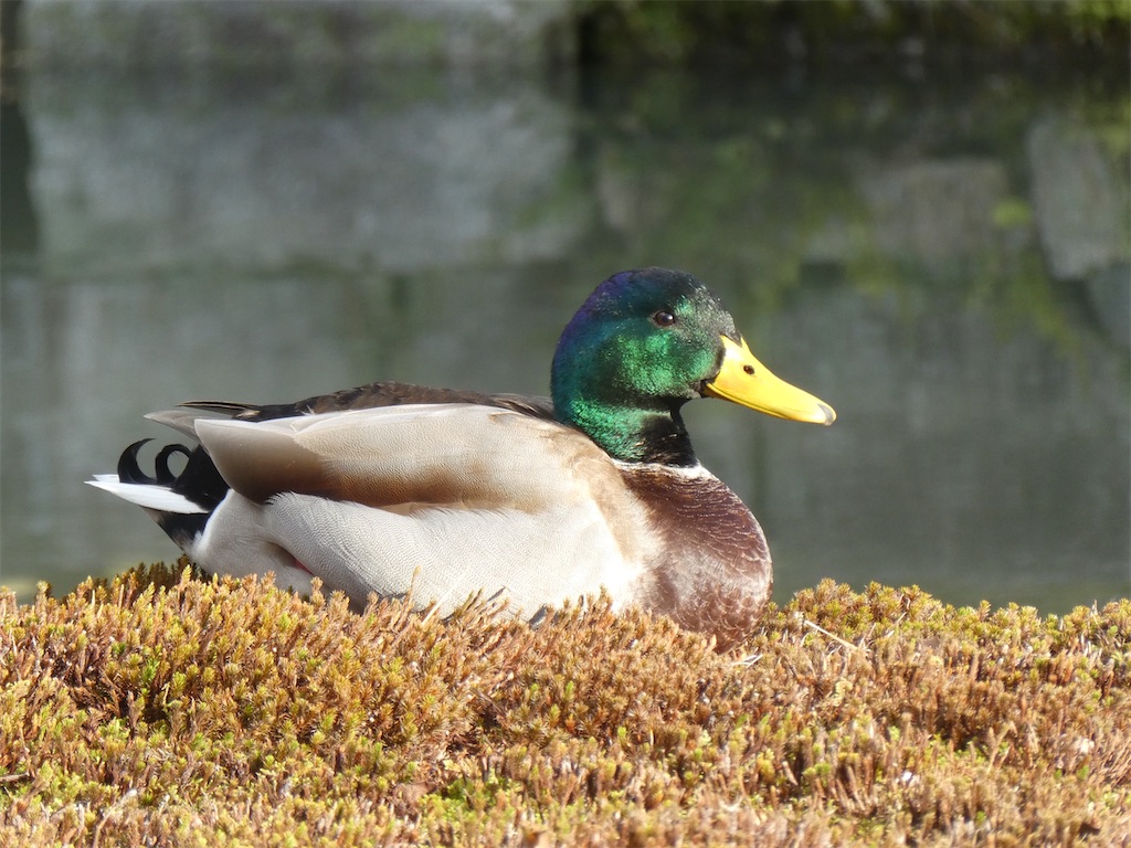 f:id:kazenokomichi:20240127132421j:image