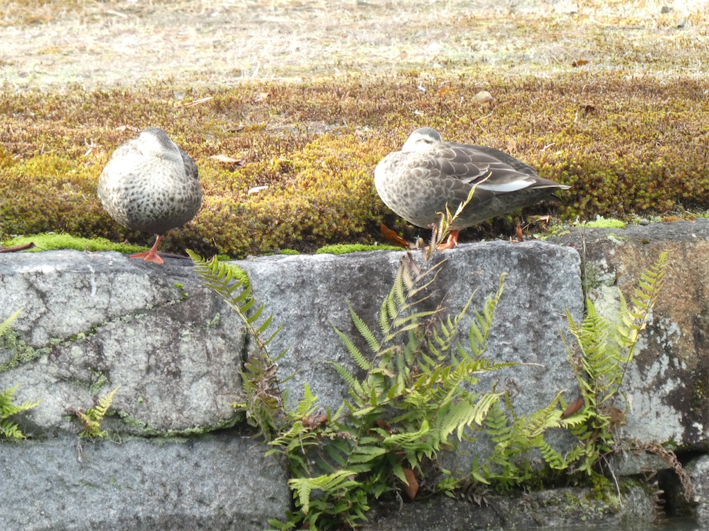 f:id:kazenokomichi:20240127132429j:image