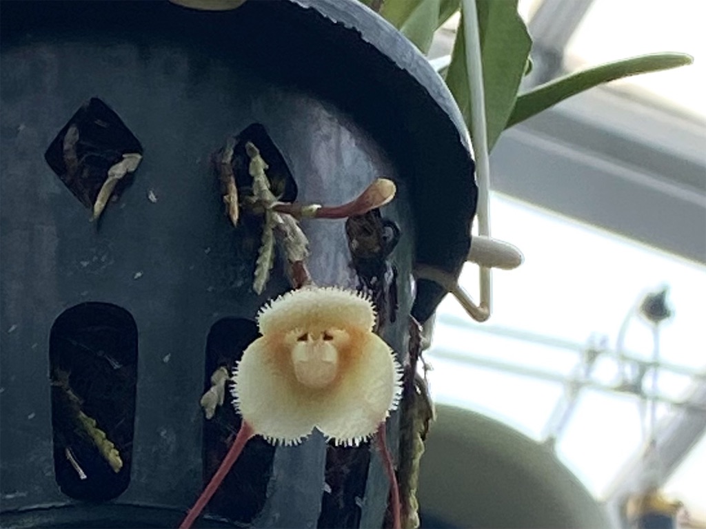 f:id:kazenokomichi:20240128222604j:image