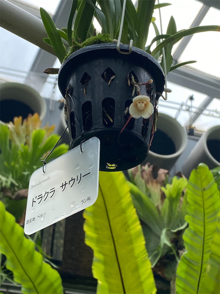 f:id:kazenokomichi:20240128222611j:image