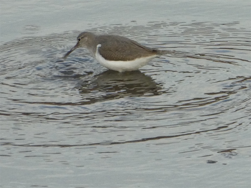 f:id:kazenokomichi:20240131233114j:image