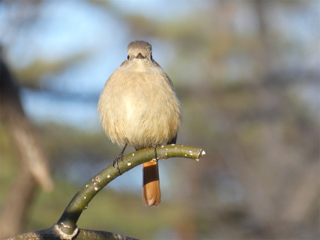 f:id:kazenokomichi:20240218215451j:image