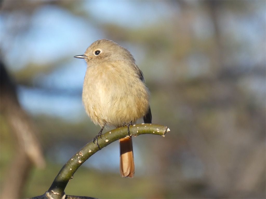 f:id:kazenokomichi:20240218215454j:image