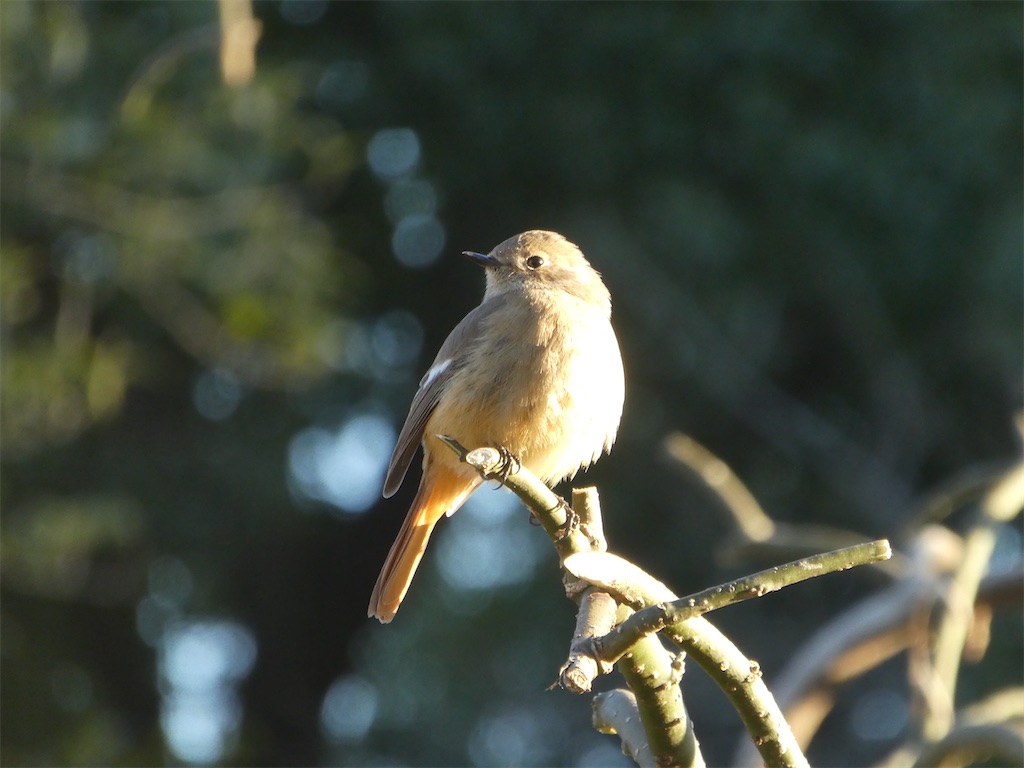 f:id:kazenokomichi:20240218215509j:image