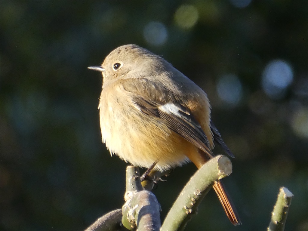 f:id:kazenokomichi:20240218215514j:image