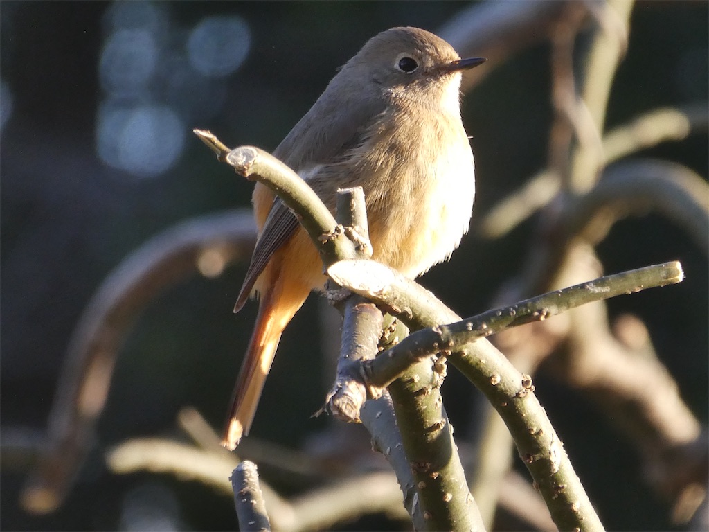 f:id:kazenokomichi:20240218215523j:image