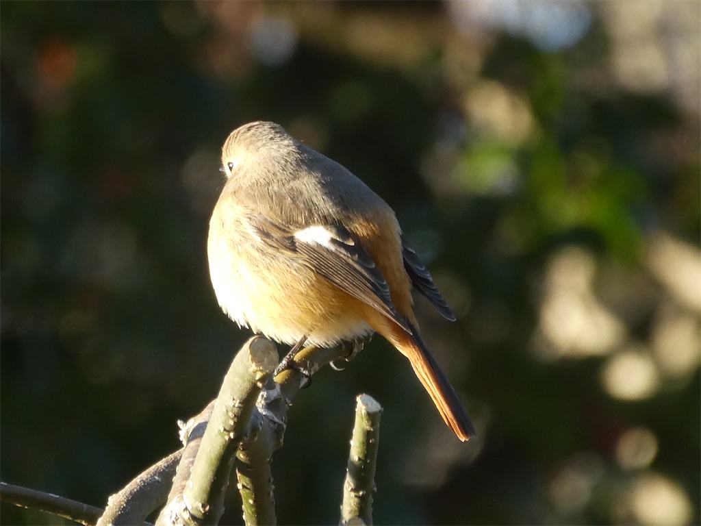 f:id:kazenokomichi:20240218215549j:image