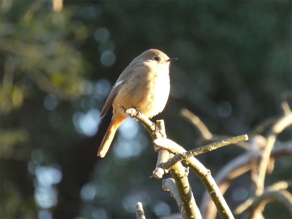 f:id:kazenokomichi:20240218215605j:image