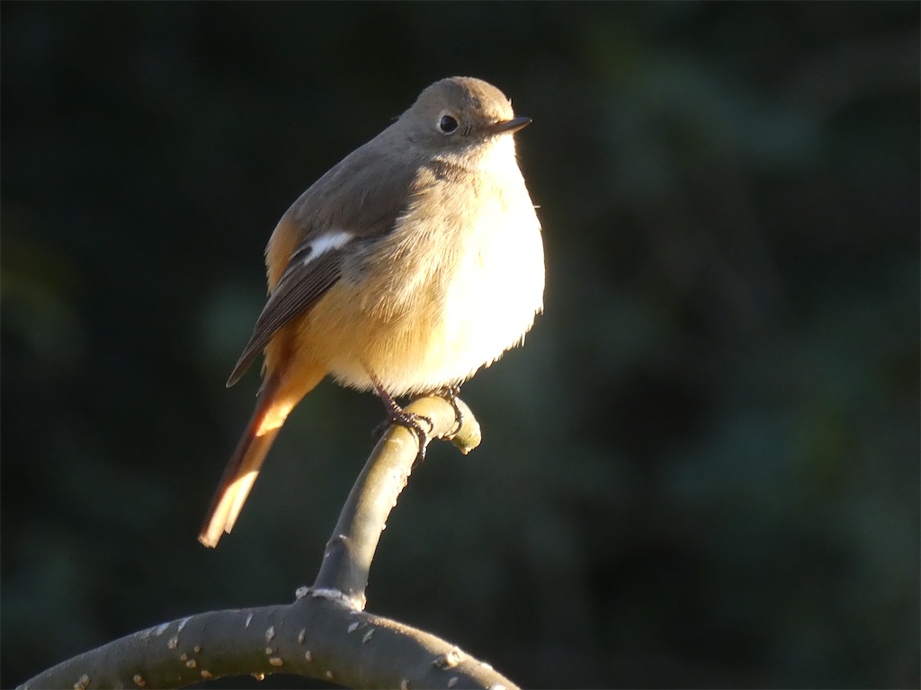 f:id:kazenokomichi:20240218215608j:image