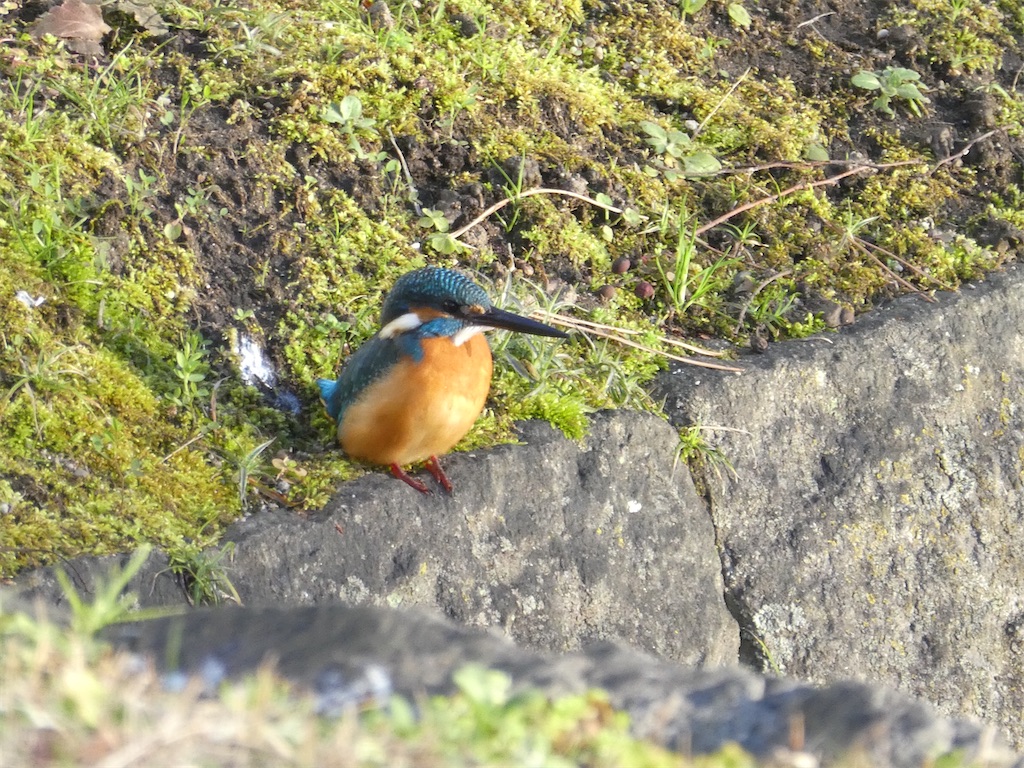 f:id:kazenokomichi:20240219215521j:image