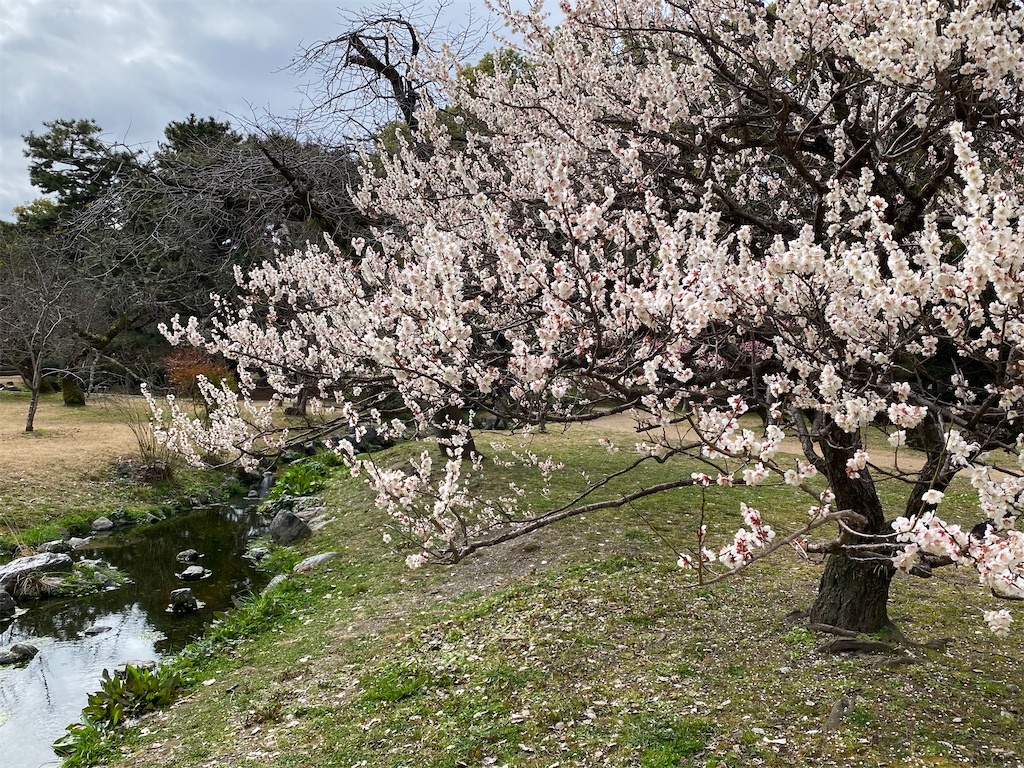 f:id:kazenokomichi:20240219231547j:image