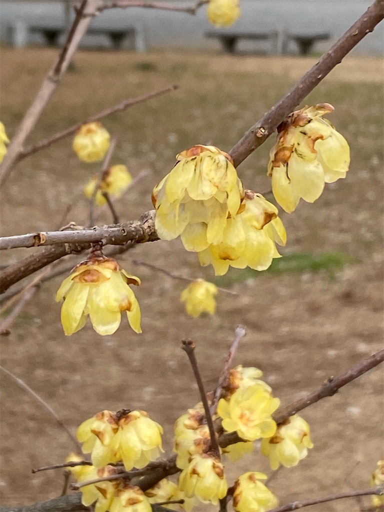 f:id:kazenokomichi:20240219231558j:image