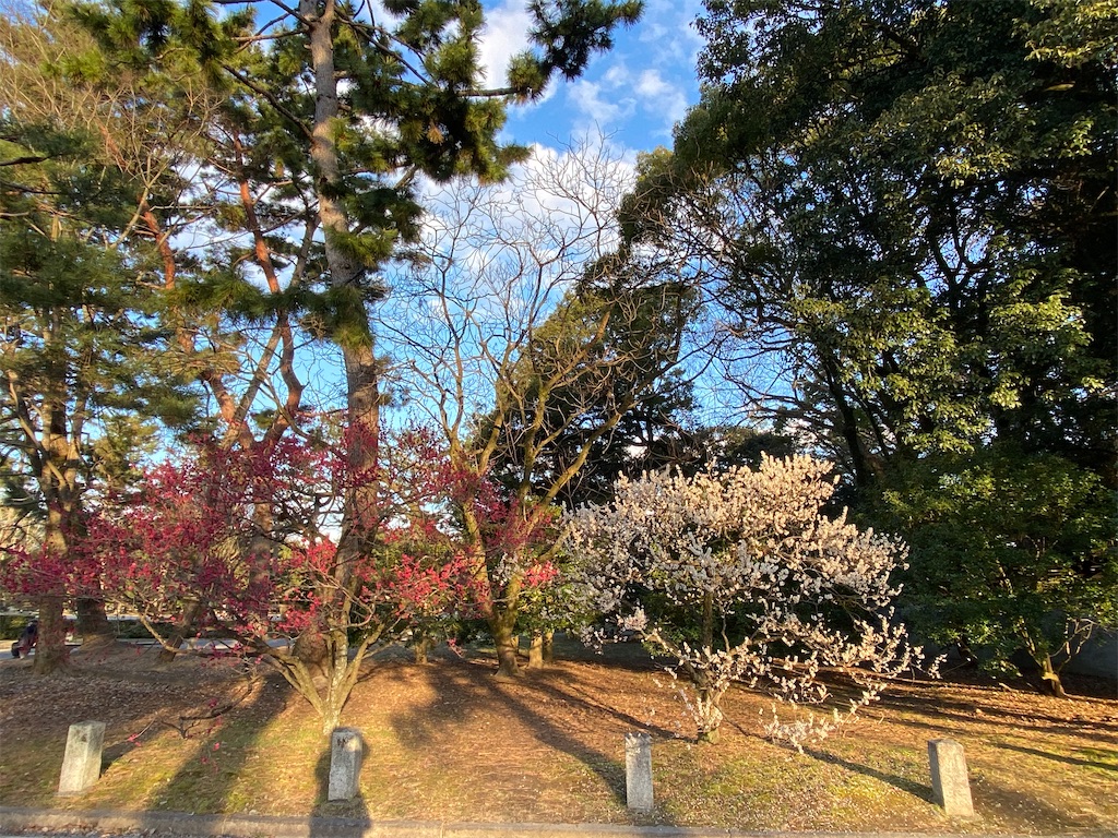 f:id:kazenokomichi:20240219231650j:image