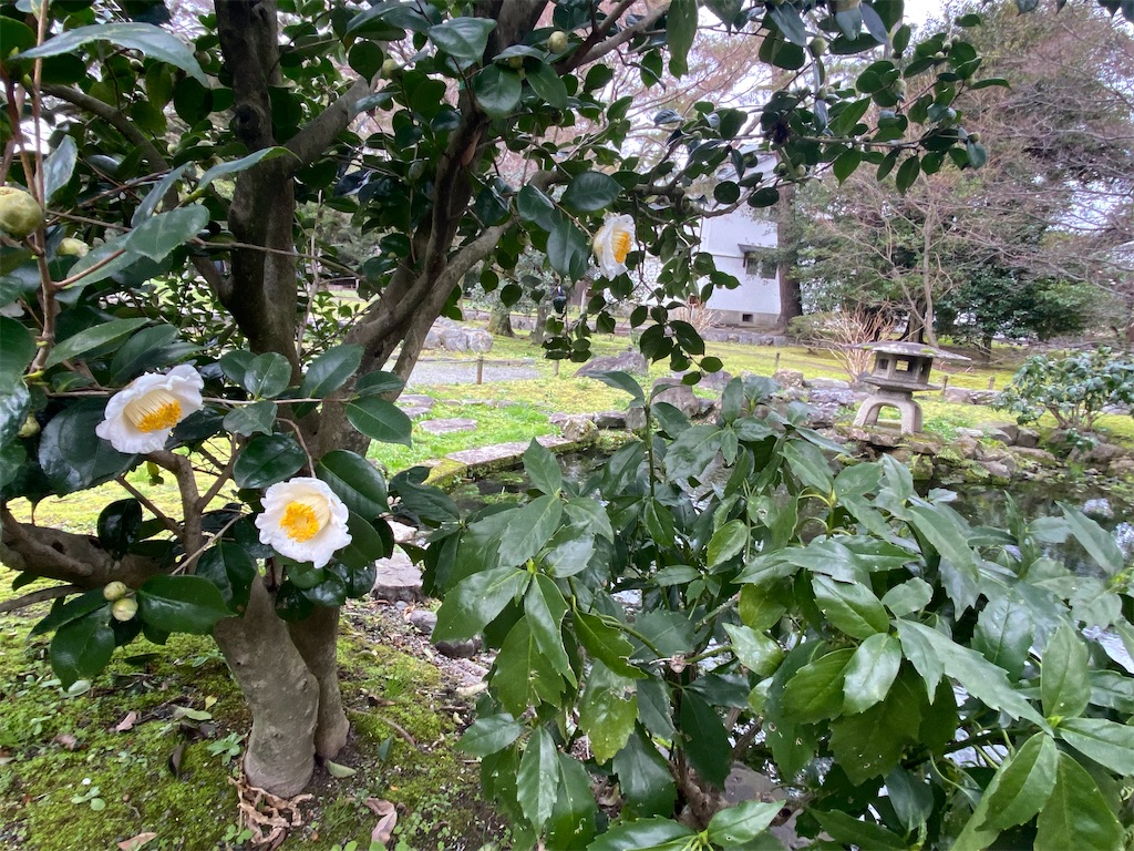 f:id:kazenokomichi:20240222190232j:image