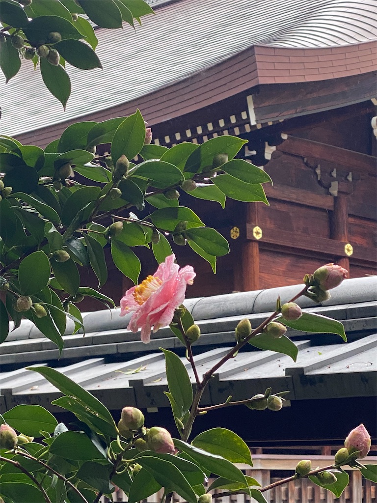 f:id:kazenokomichi:20240226015803j:image