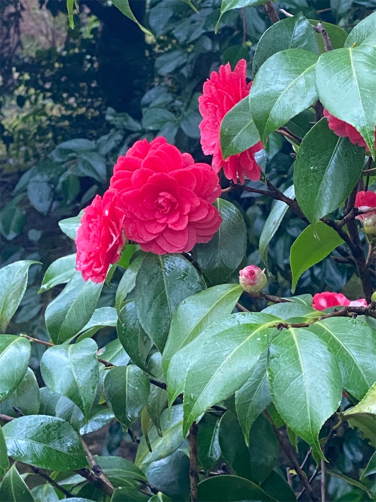 f:id:kazenokomichi:20240226015852j:image