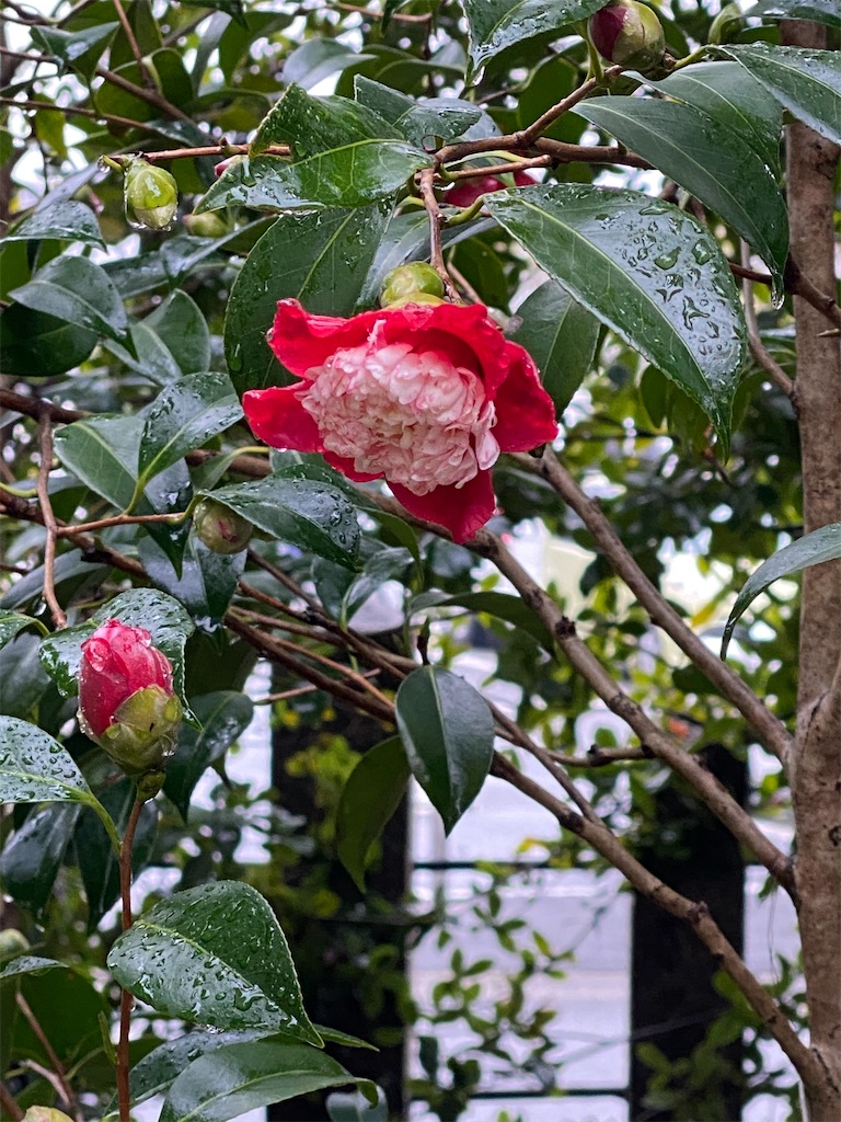 f:id:kazenokomichi:20240226015900j:image