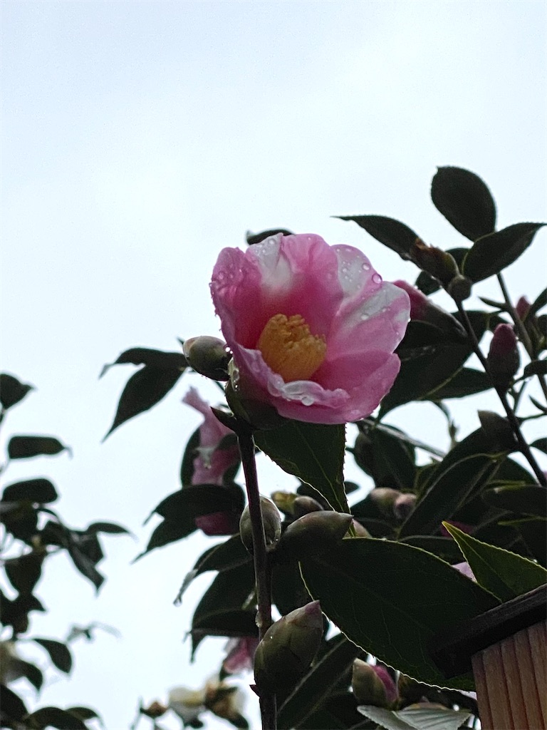 f:id:kazenokomichi:20240226020540j:image