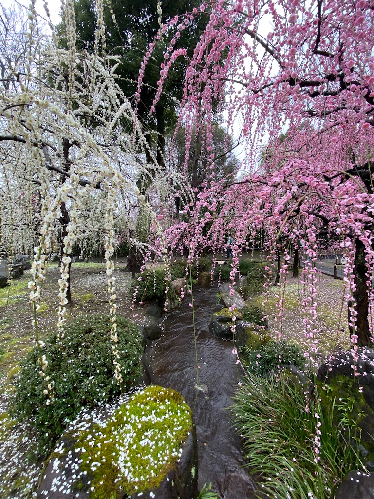 f:id:kazenokomichi:20240226020603j:image